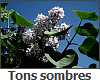 Tons sombres