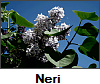 Neri